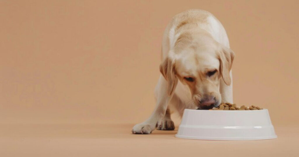 Dog food for allergies